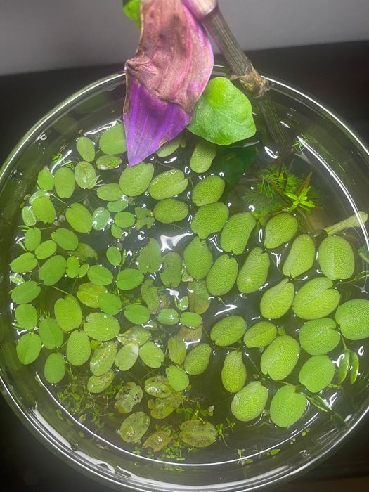 Planta flutuante - Salvinia auriculata