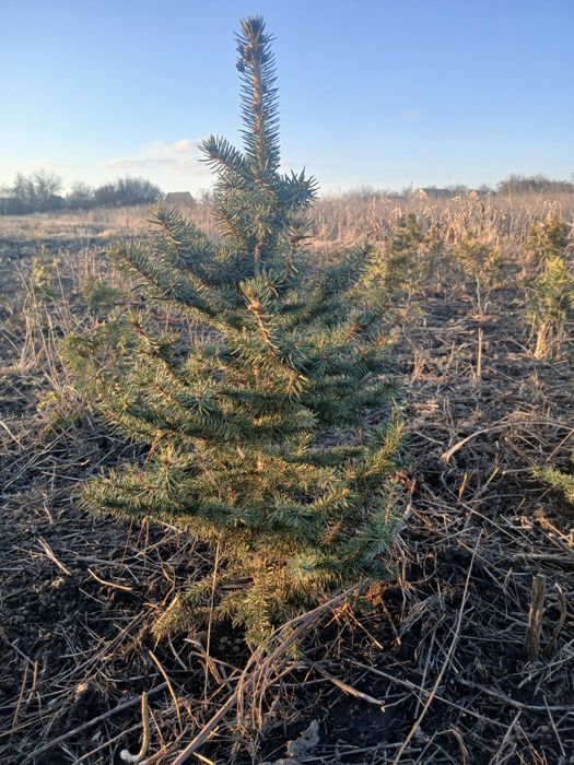 Саджанці для озелення