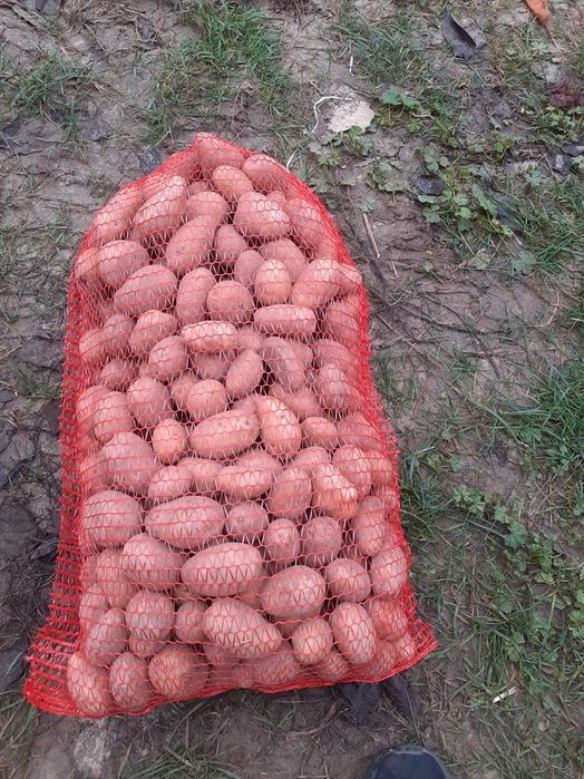 Ziemniaki wielkosc sadzeniaka