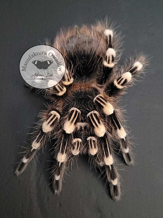 Ptasznik Acanthoscurria geniculata 2DC NS - Ptasznik białokolanowy