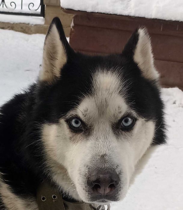 В добрі руки хаскі