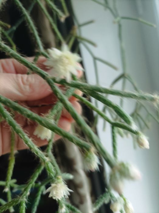 Рипсалис рипсалидопсис опушенноплодный