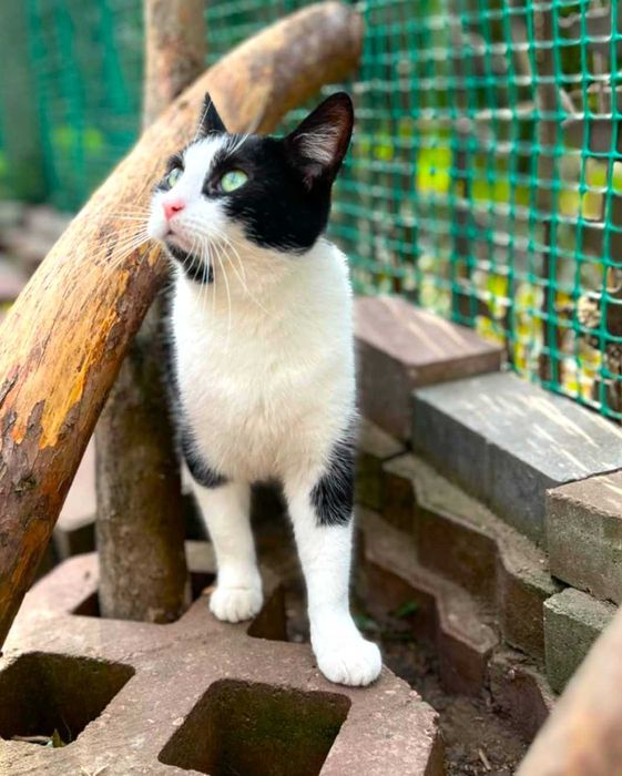 Balbinka szuka  domku