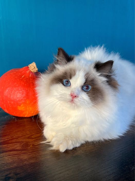 Margaret -niezwykłej urody kotka Ragdoll show-pet FPL kocięta koteczka