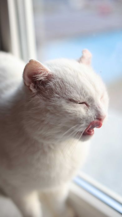 Kocia Przylepka potrzebuje domu.