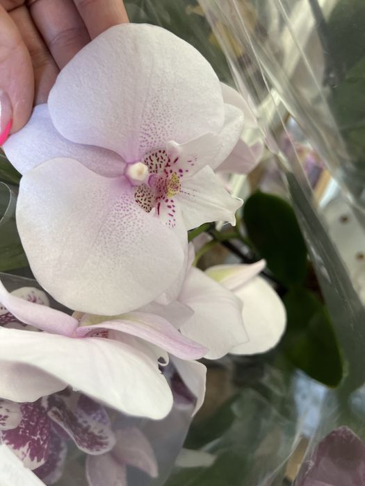 Орхідея Бігліп сортові