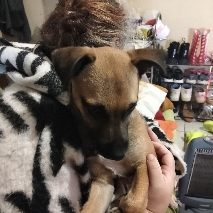 Dou cadelinha achadas na rua