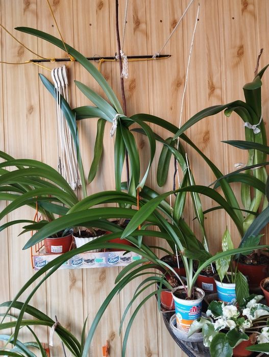 Рассада ярко красного амарилиса.