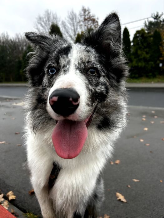 Pies border collie 10 miesięcy