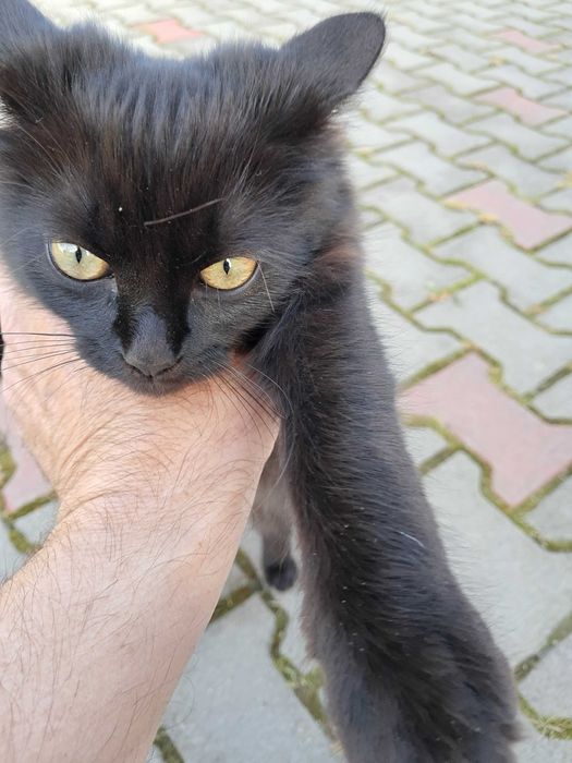 Віддам гарних кошенят в добрі руки