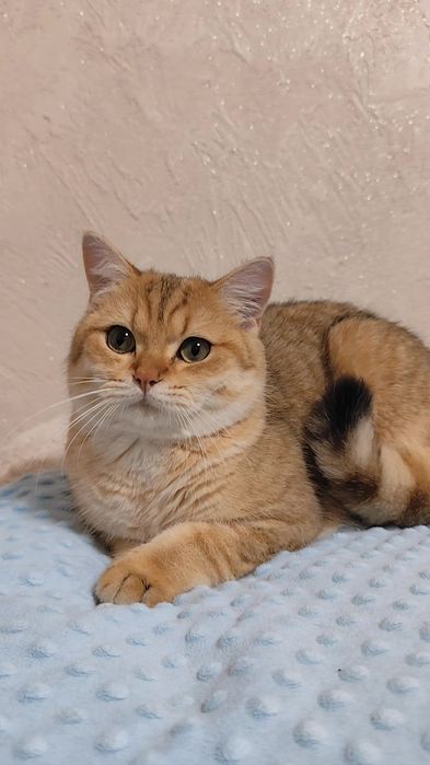 Шикарний хлопчик та дівчинка золота шиншила