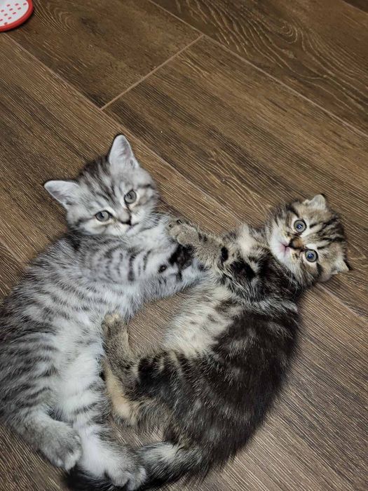 Шотландські чистокровні кошеннята .