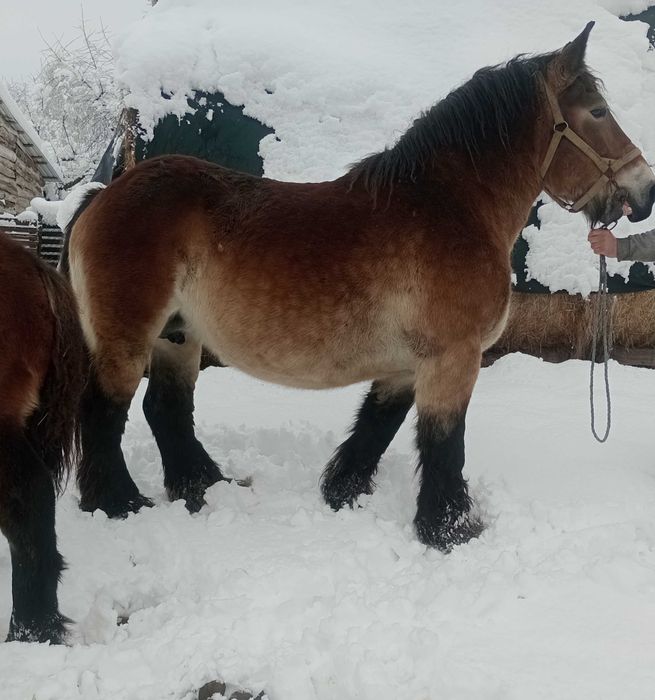 Klacz zimnokrwista, Arden bardzo dobry rodowód