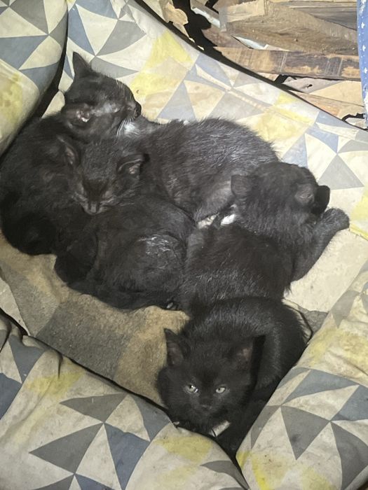 Котики у родину.Котик.Киця