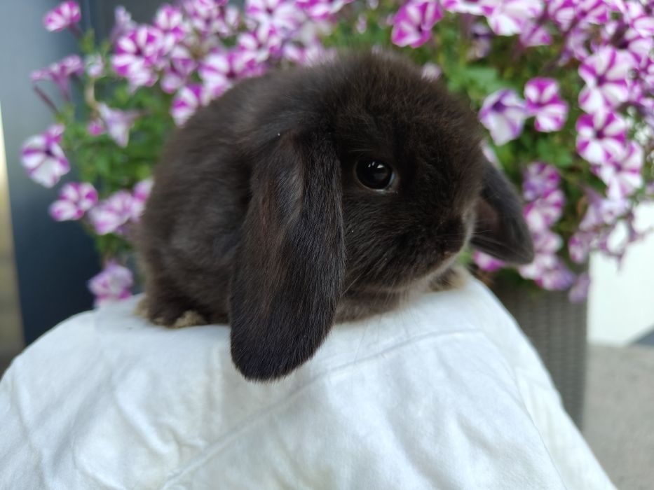 Mini Lop królik gotowe do odbioru