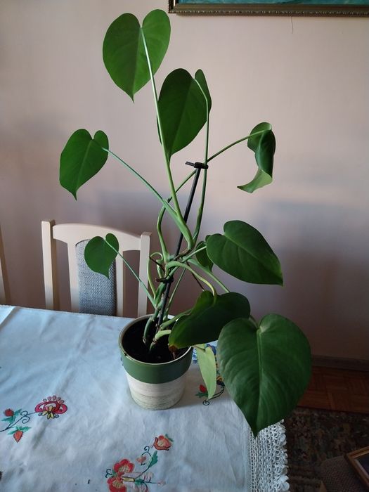 Monstera deliciosa dziurawa