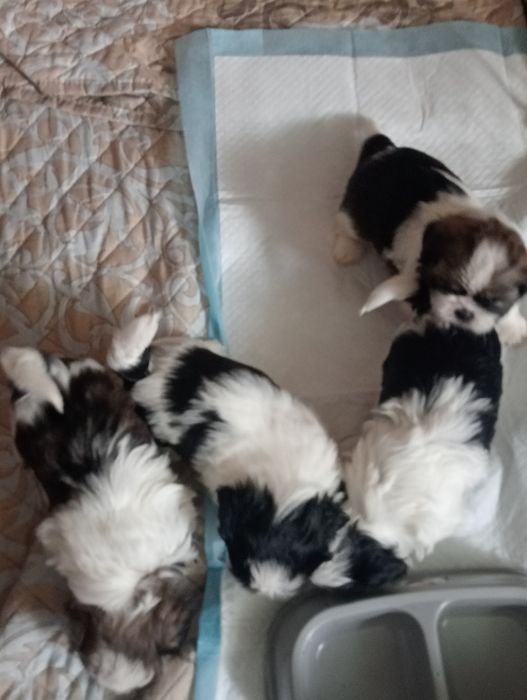 Szczeniak rasy Shih-Tzu