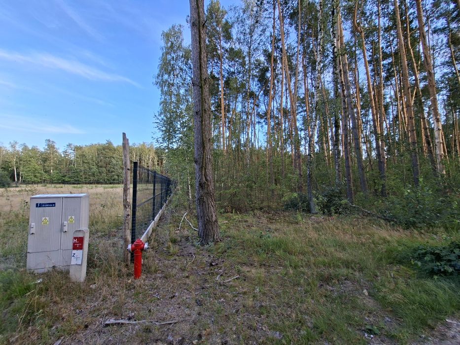 Działka 1500 m² | LAS | Budy Grzybek | Dom jednorodzinny | Media - Widok 5