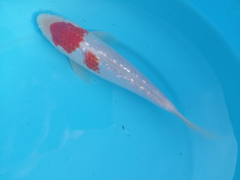 Carpas koi selecionadas