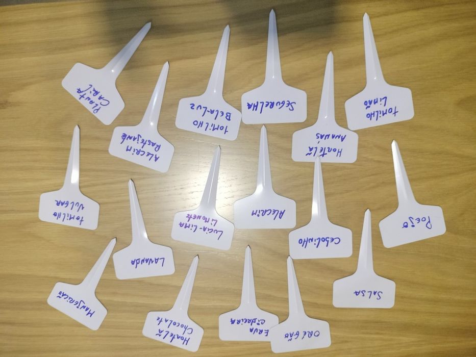 Aromáticas horta da casa