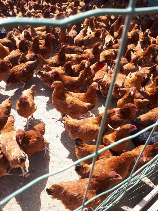 Kury nioski młode Rosa Messa Dominant Tetra Leghorn Dowóz Gratis