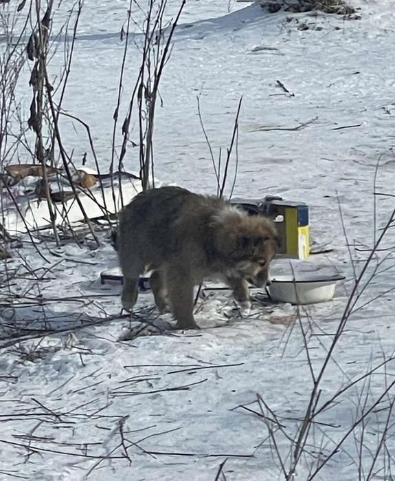 Тнрміново потрібні родини цуценятам!