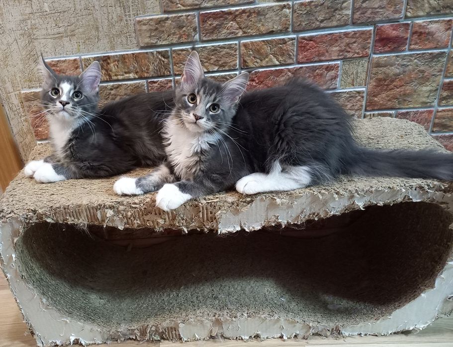 Бронируем мейнкунчики с документами ,привиты,окрасы разные,возраст тож