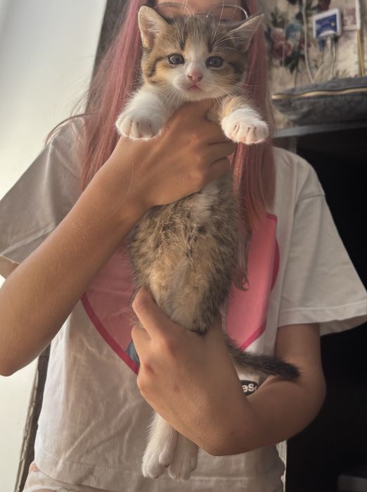 Котята кошенята