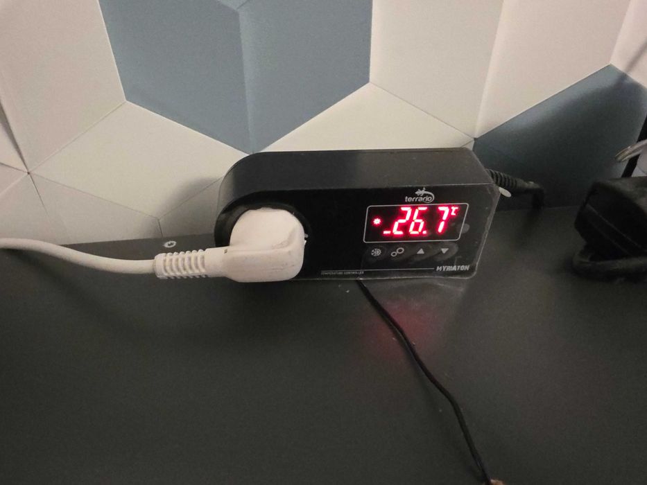 Gotowe terrarium 90x55x50cm + 2 Gekony Lamparcie samiczki