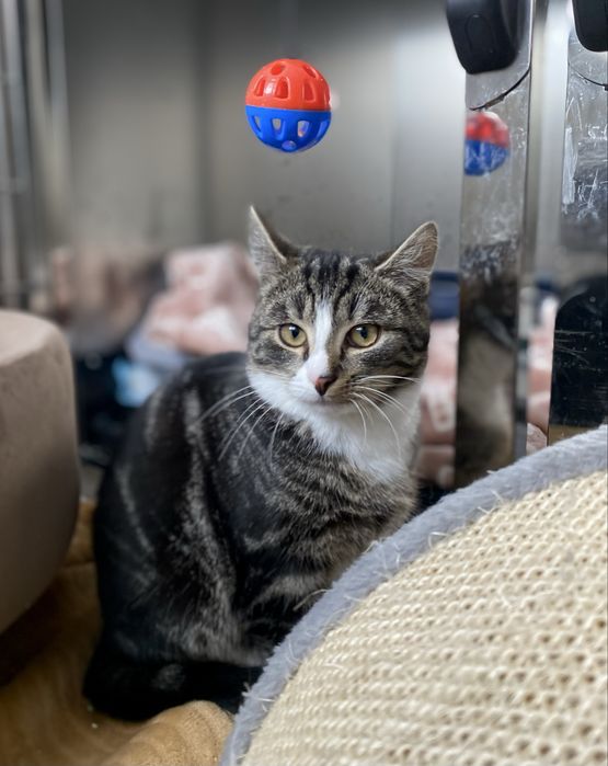 Kto przygarnie kociaka Jerrego?