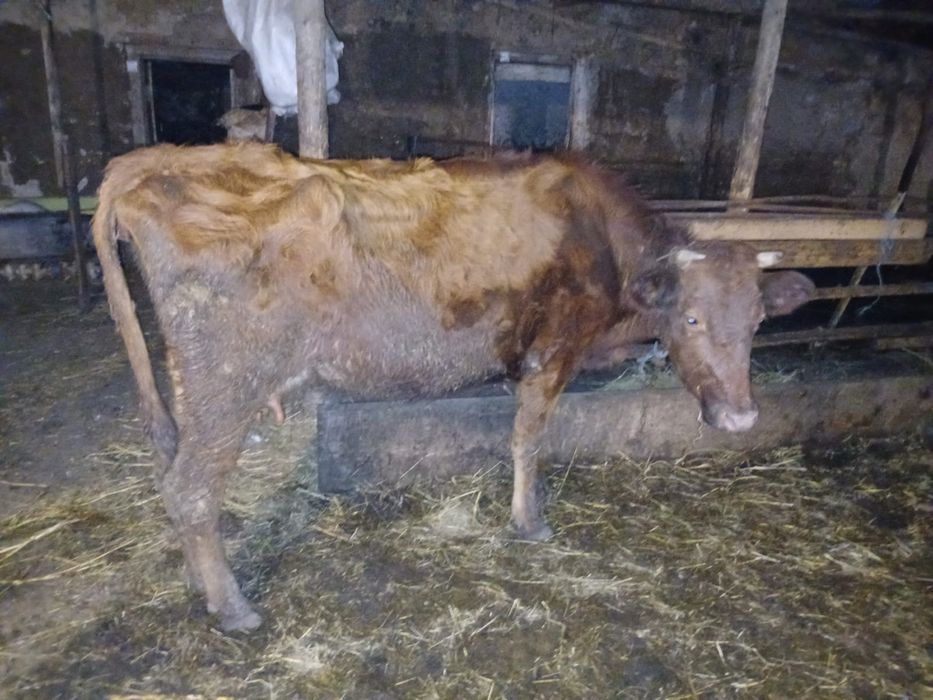 Купимо коров самовивіз