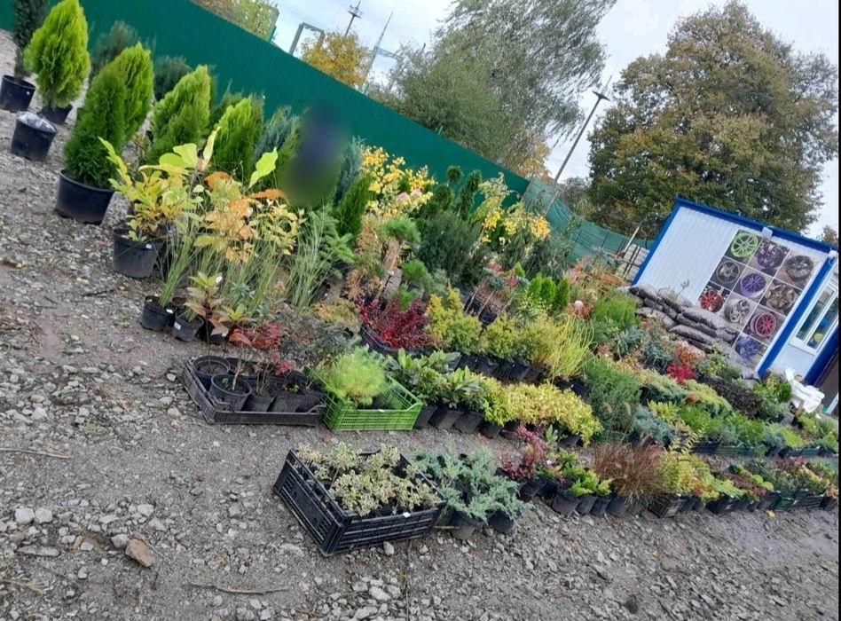 Оренда комерційного участка