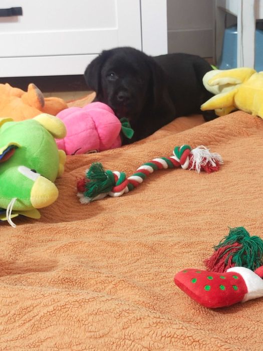 Labrador Retriever ZKwP piękne  szczenięta z domowej hodowli ZKwP FCI