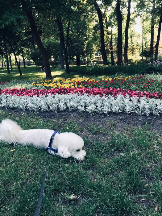 В’язка Бішон Фрізе