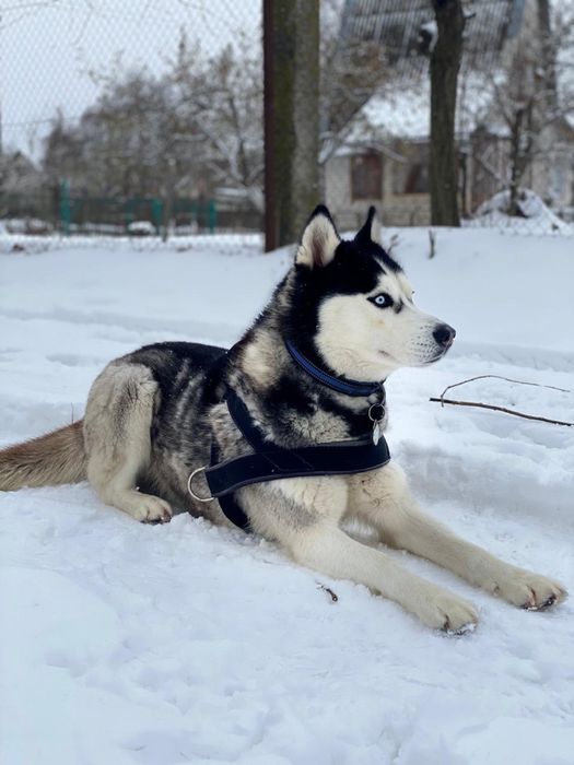 Вязка, средний кобель хаски окраса блак&вайт, случка