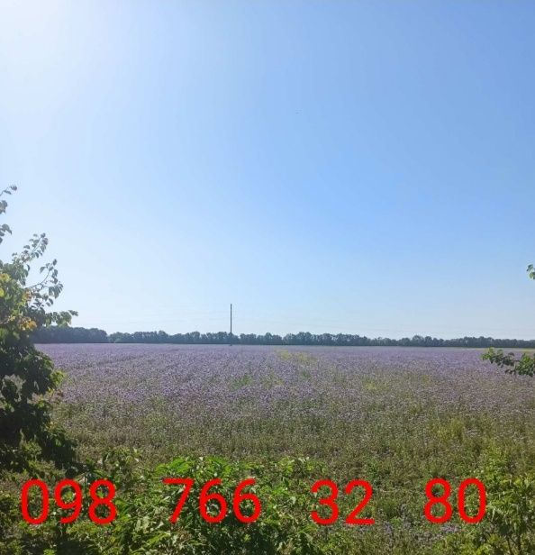 Продам ФАЦЕЛІЮ 110 грн/кг