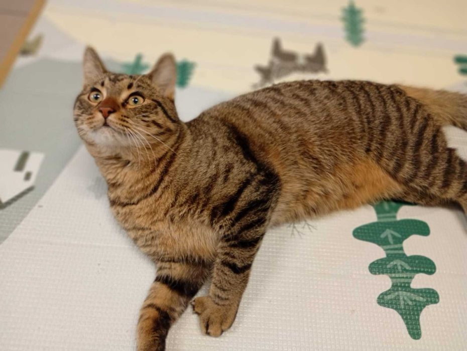 Myrciu- młody kocurek do adopcji