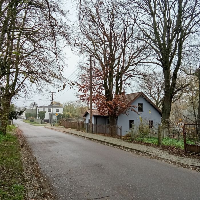 Sprzedam dęba szypułkowego