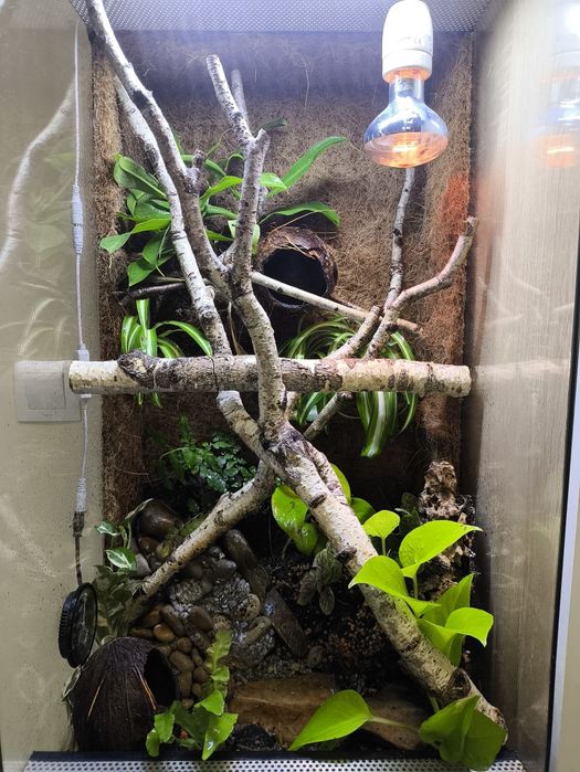 Terrarium tropikalne bioaktywne, vivarium