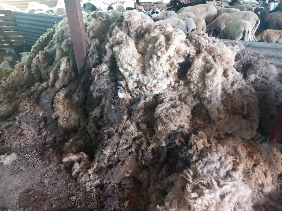 Lã Bruta em Pilha, 100kg , algodão puro, perfeito para artesanato e vida biológica e natural, 1€ kg