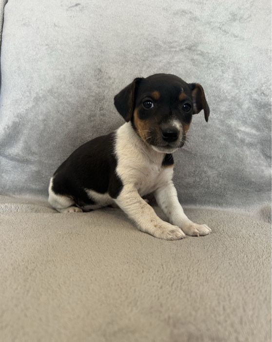 Jack Russell terrier