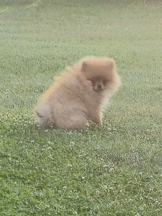 Szpic miniaturowy Pomeranian  chłopak