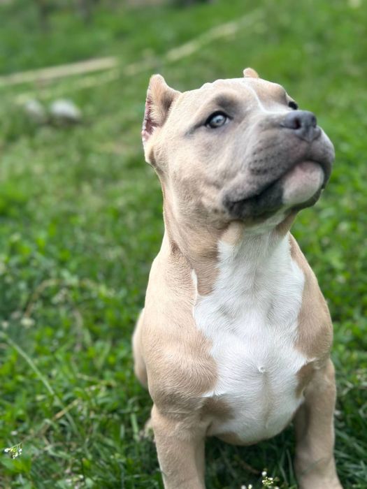 Американский булли