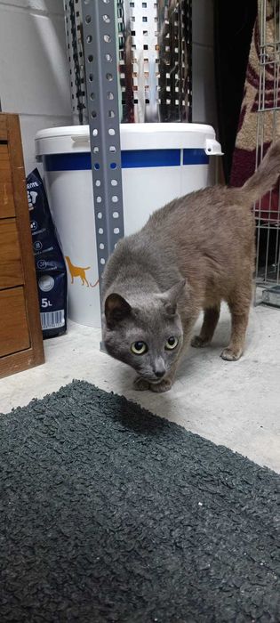 Vários gatinhos para adopção