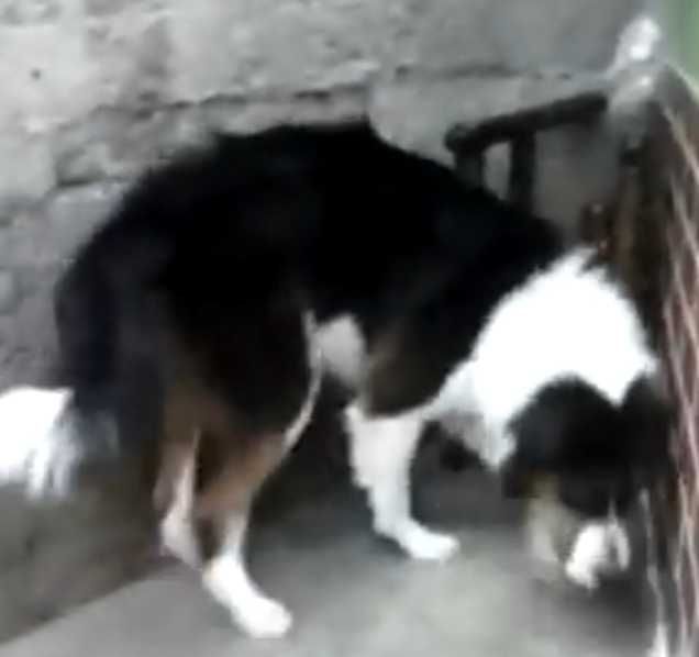 Border collie x fema