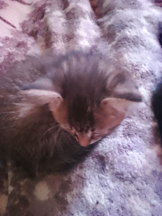 Отдам котят,в добрые руки,от сибирской кошки.