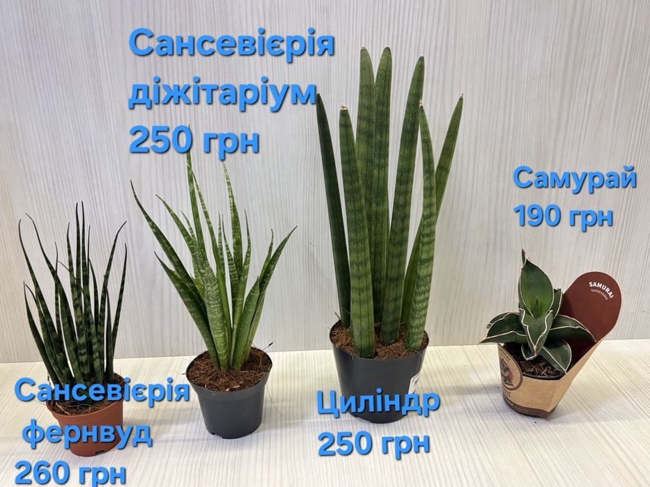 Кімнатні квіти,  вибір інших