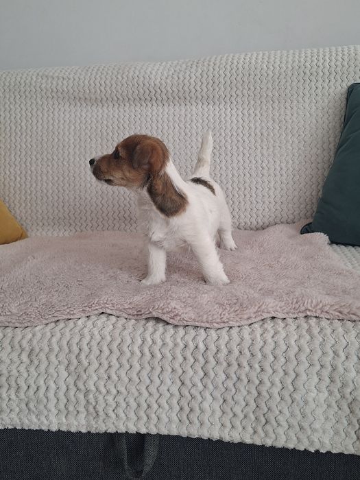 Jack russell terrier szorstko włosy