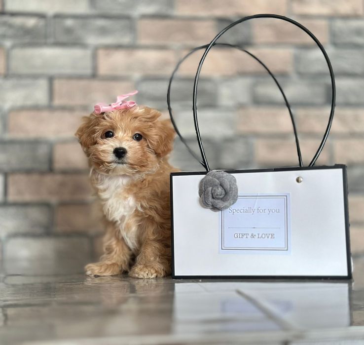 Міні і мікро мальтіпу — максимум ніжності в мінімальному форматі. Маль