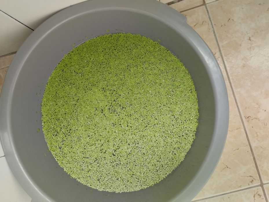 Lentilhas de água
